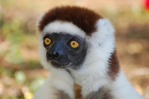 Madagascar 2006